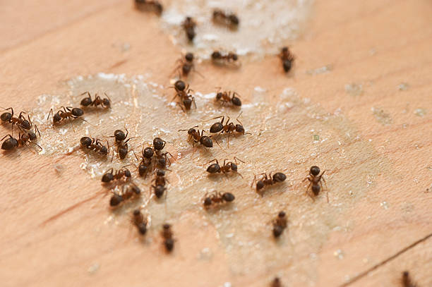 Best Cockroach Control Services  in Hansville, WA