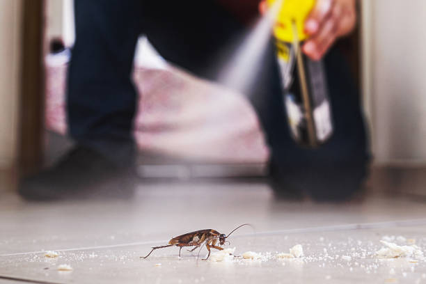 Best Termite Control Services  in Hansville, WA